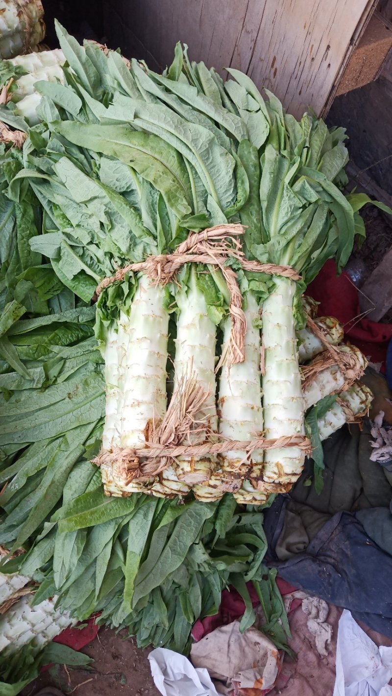 大量上市，莴笋杆子尖叶莴笋大量上市