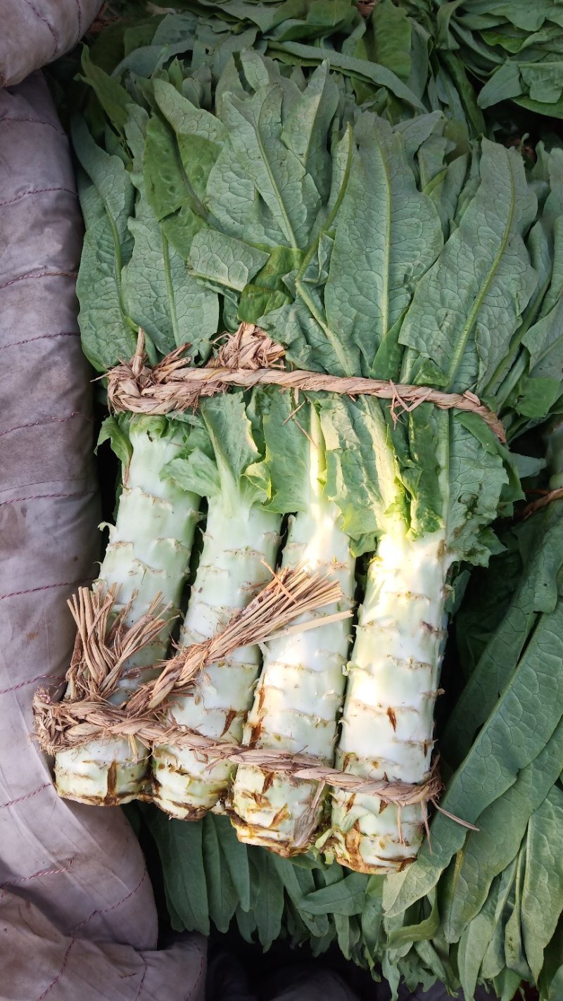 大量上市，莴笋杆子尖叶莴笋大量上市