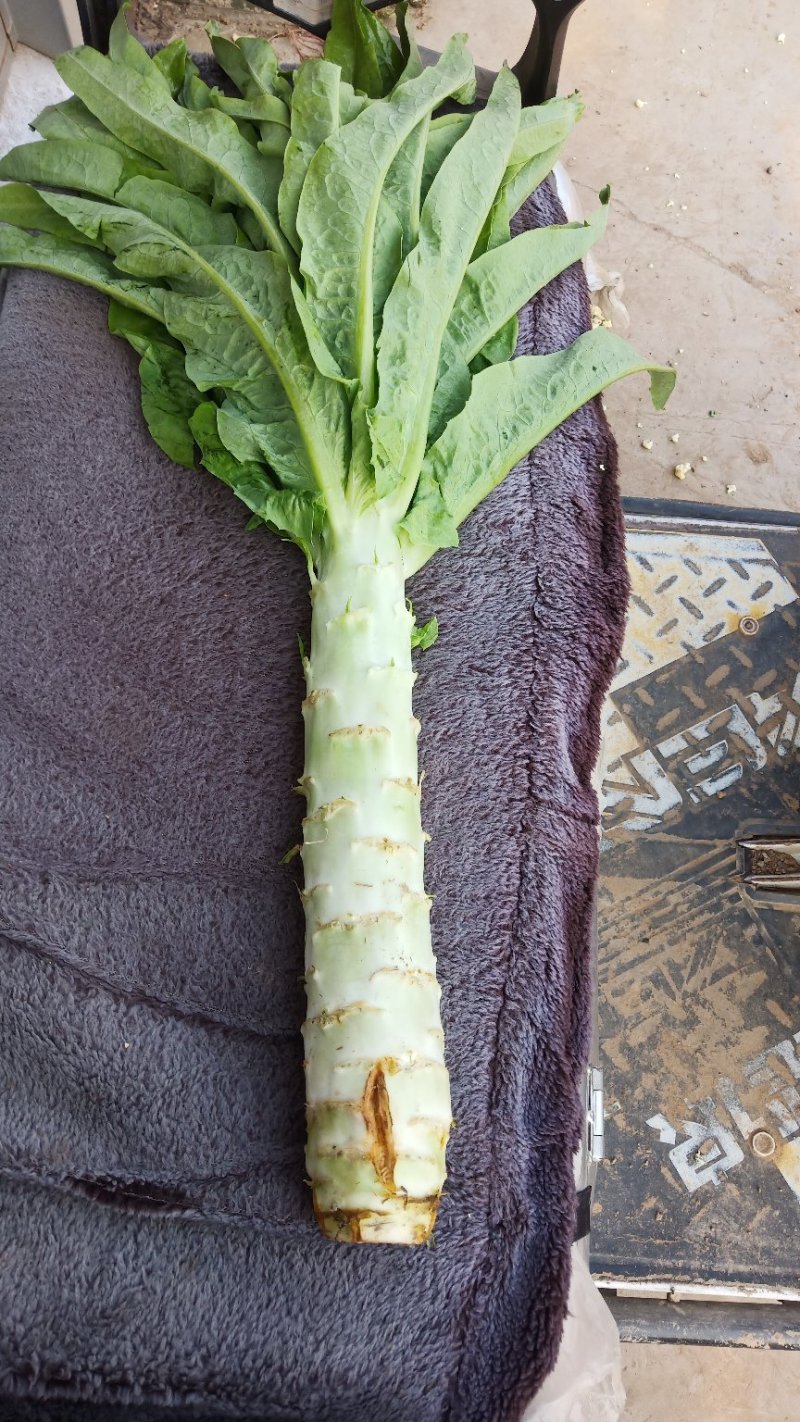 大量上市，莴笋杆子尖叶莴笋大量上市