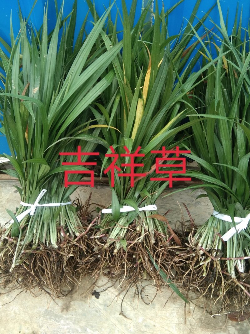 吉祥草观音草松寿兰紫衣草节节寒，一手货源质量好