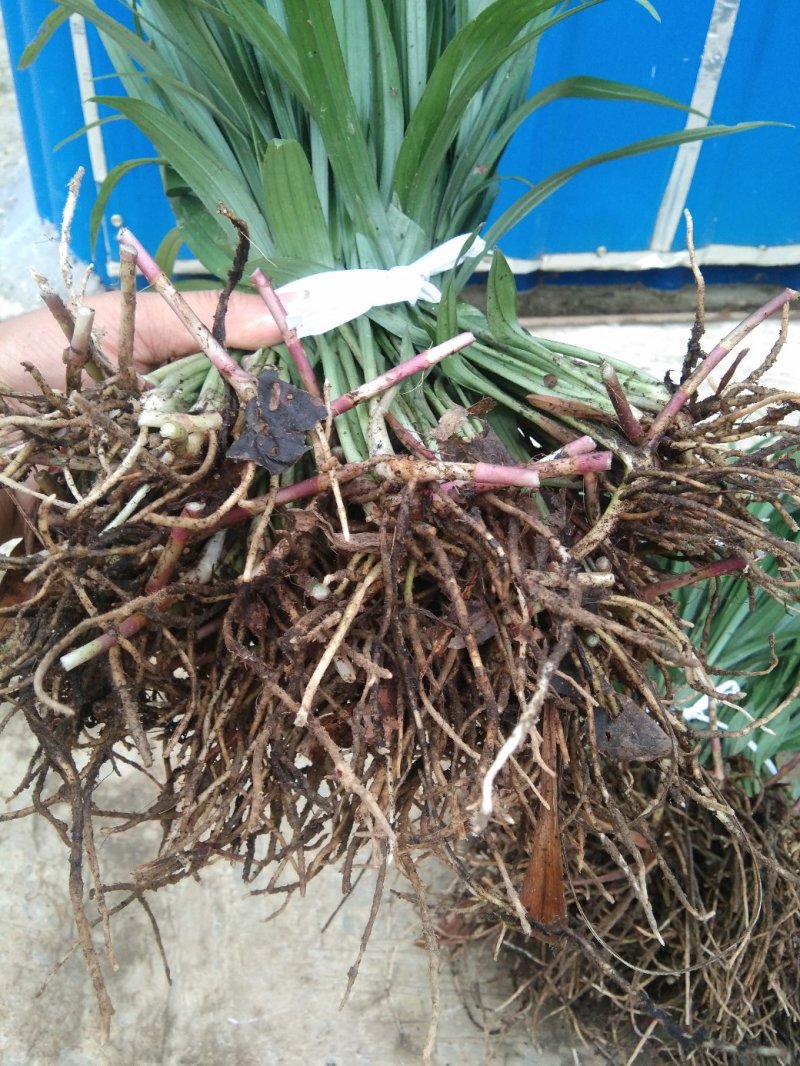 吉祥草观音草松寿兰紫衣草节节寒，一手货源质量好