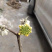 庭院绿化植物户外耐寒地栽盆栽结香花树苗梦花打结浓香花卉