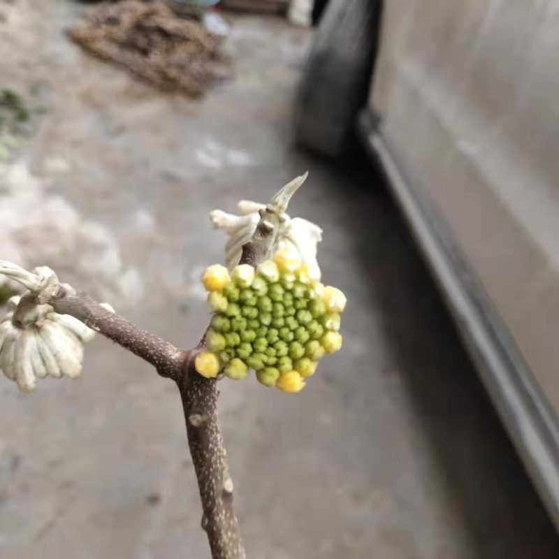 庭院绿化植物户外耐寒地栽盆栽结香花树苗梦花打结浓香花卉