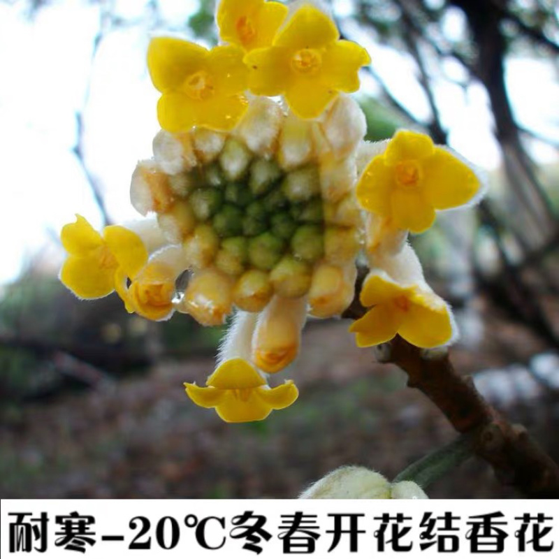 庭院绿化植物户外耐寒地栽盆栽结香花树苗梦花打结浓香花卉