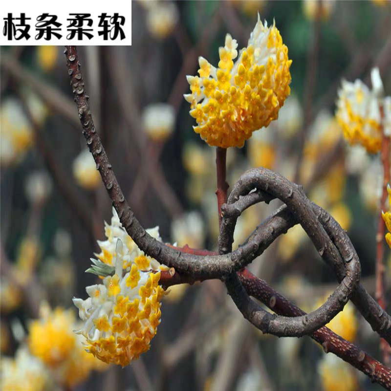 庭院绿化植物户外耐寒地栽盆栽结香花树苗梦花打结浓香花卉