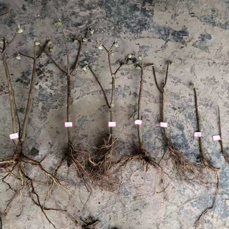 庭院绿化植物户外耐寒地栽盆栽结香花树苗梦花打结浓香花卉