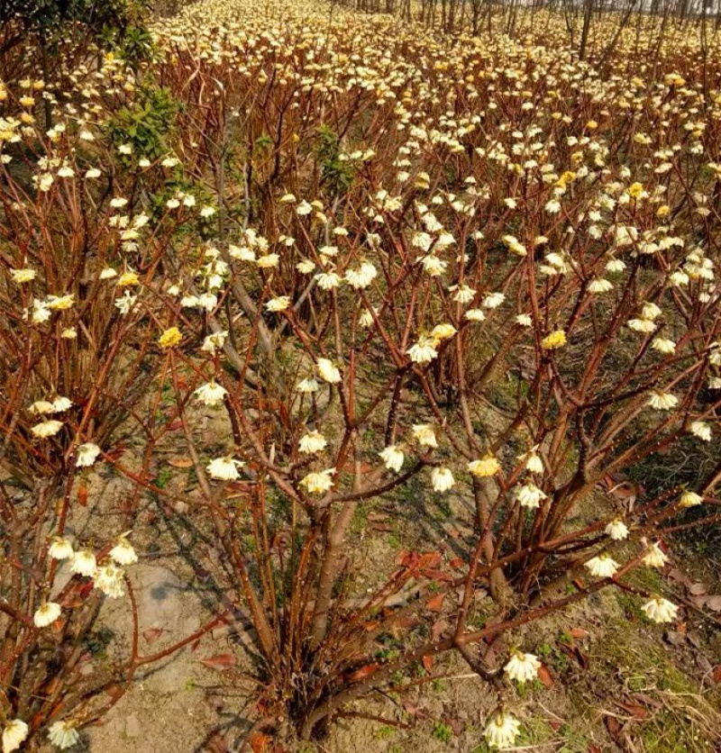 庭院绿化植物户外耐寒地栽盆栽结香花树苗梦花打结浓香花卉