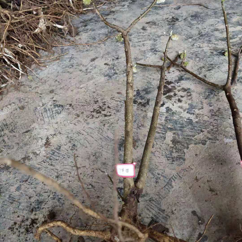 庭院绿化植物户外耐寒地栽盆栽结香花树苗梦花打结浓香花卉