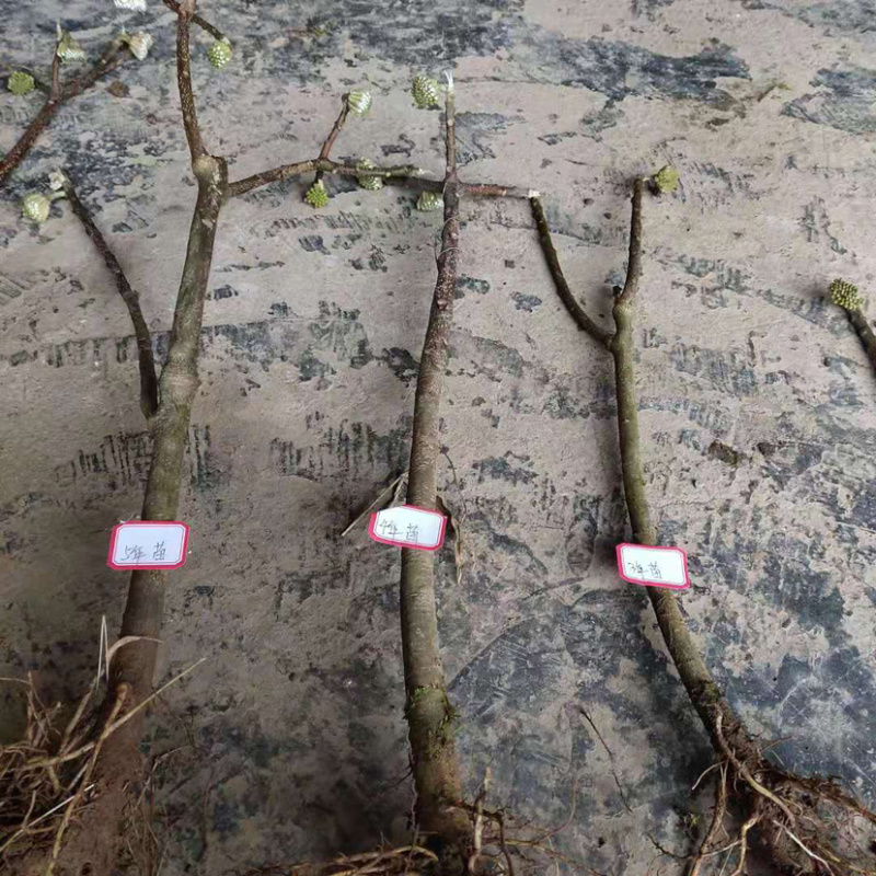 庭院绿化植物户外耐寒地栽盆栽结香花树苗梦花打结浓香花卉