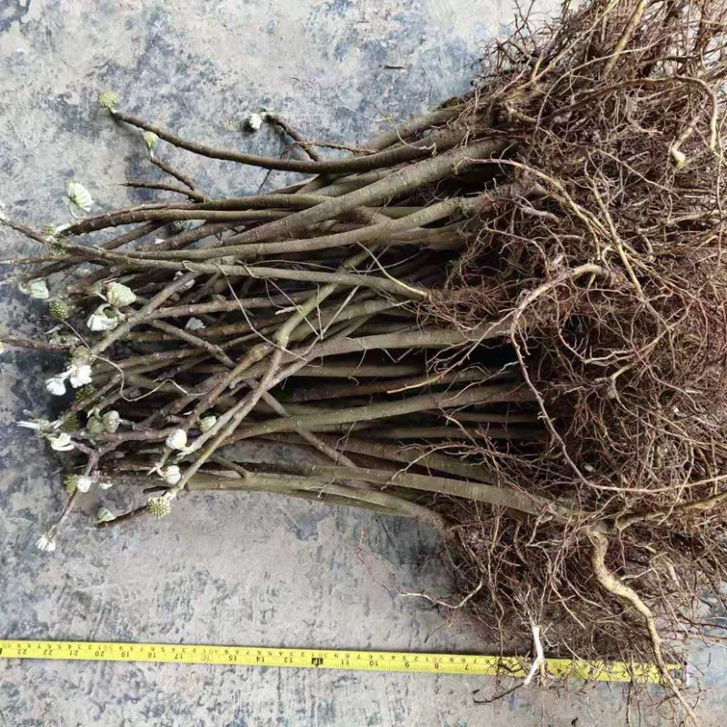 庭院绿化植物户外耐寒地栽盆栽结香花树苗梦花打结浓香花卉