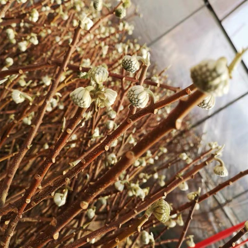 庭院绿化植物户外耐寒地栽盆栽结香花树苗梦花打结浓香花卉