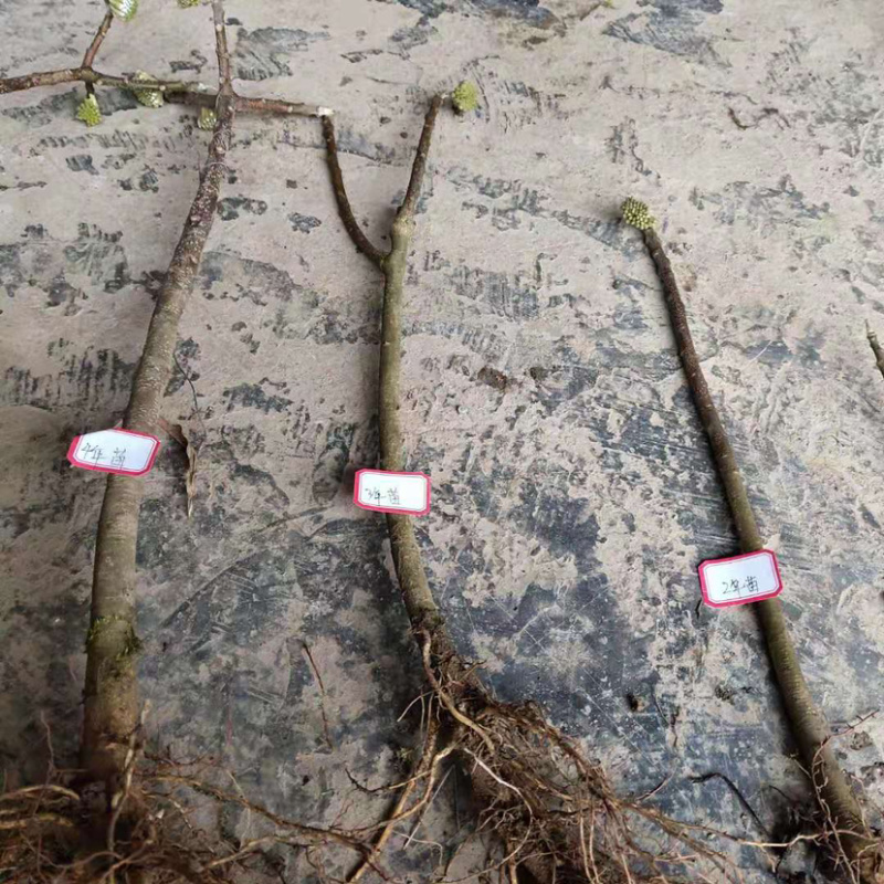 庭院绿化植物户外耐寒地栽盆栽结香花树苗梦花打结浓香花卉