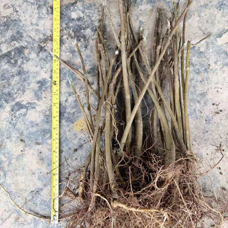 庭院绿化植物户外耐寒地栽盆栽结香花树苗梦花打结浓香花卉