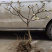 庭院绿化植物户外耐寒地栽盆栽结香花树苗梦花打结浓香花卉
