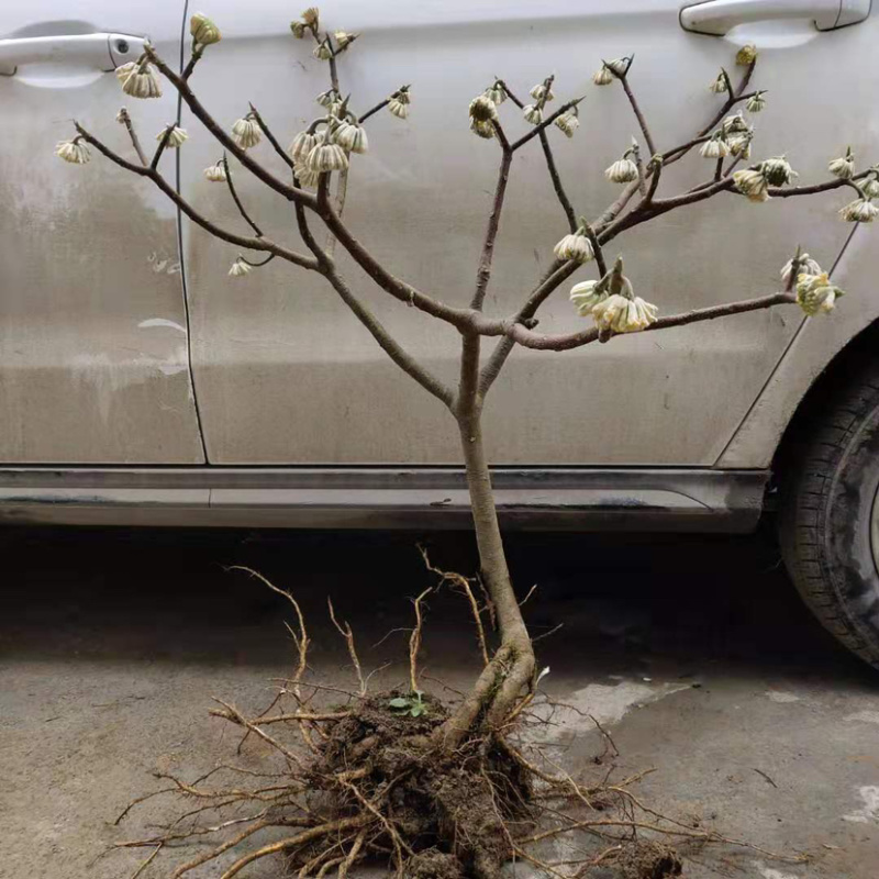 庭院绿化植物户外耐寒地栽盆栽结香花树苗梦花打结浓香花卉