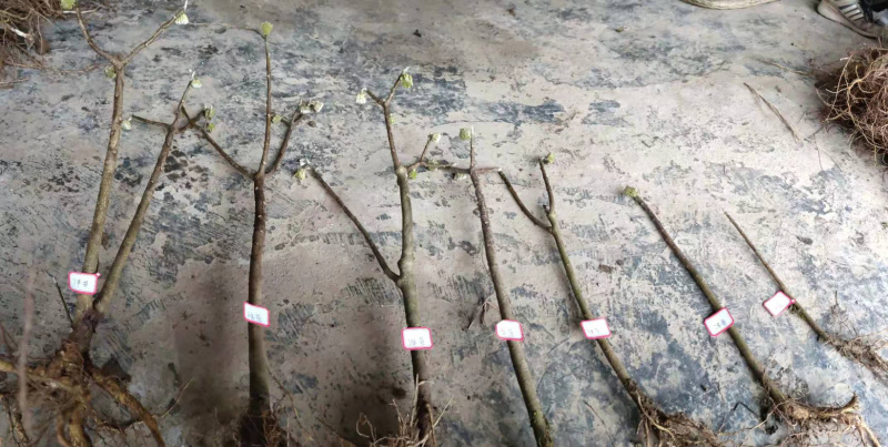 庭院绿化植物户外耐寒地栽盆栽结香花树苗梦花打结浓香花卉