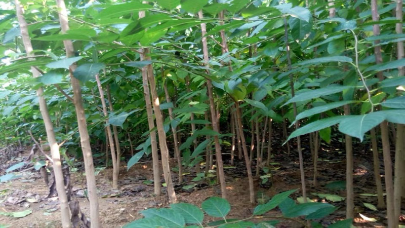 杜仲树苗中药材苗木庭院盆杜种苗杜仲苗种子试种杜种树苗