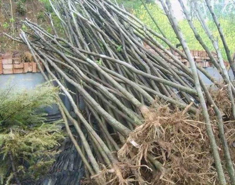 杜仲树苗中药材苗木庭院盆杜种苗杜仲苗种子试种杜种树苗