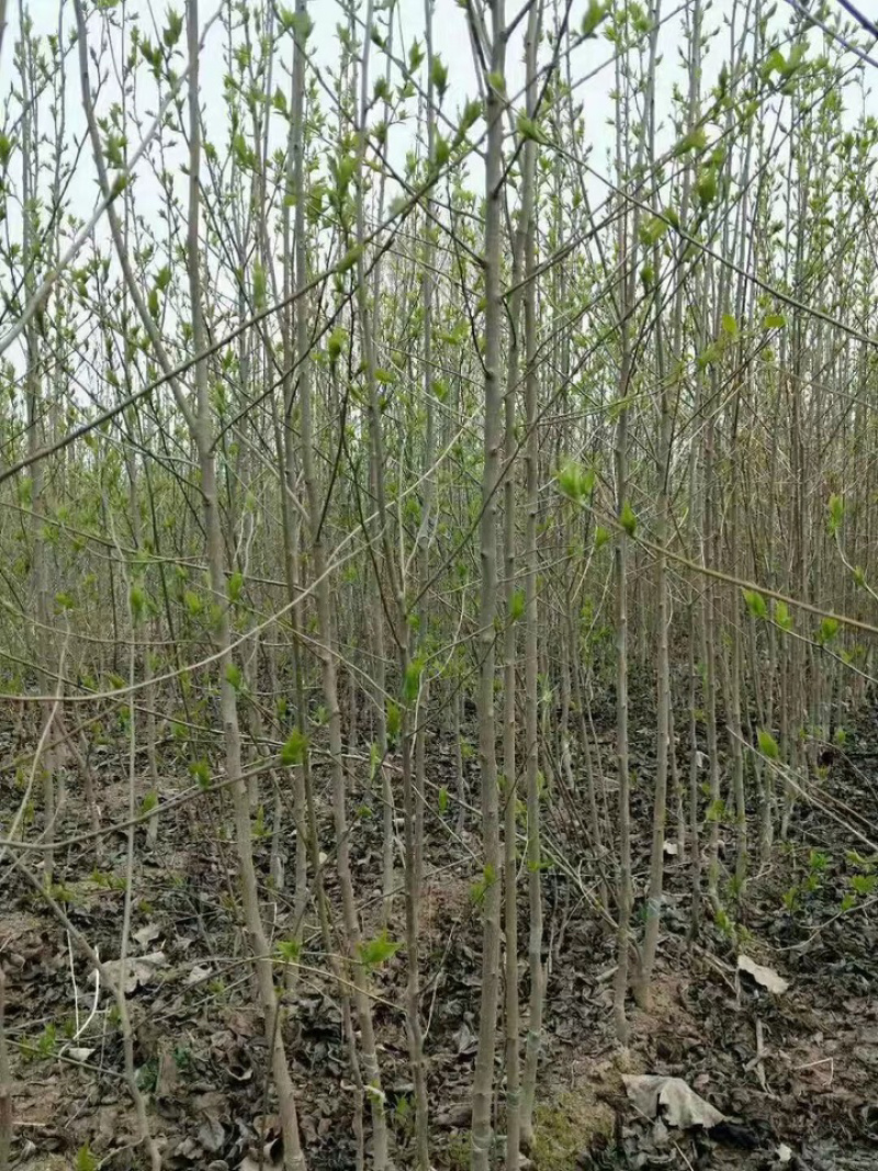 杜仲树苗中药材苗木庭院盆杜种苗杜仲苗种子试种杜种树苗