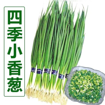 山东四季小香葱种子小葱种籽分葱火葱苗头阳台盆栽家庭四季播