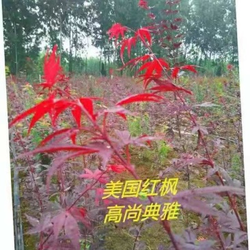红红火火红枫树，喜迎国庆好运来