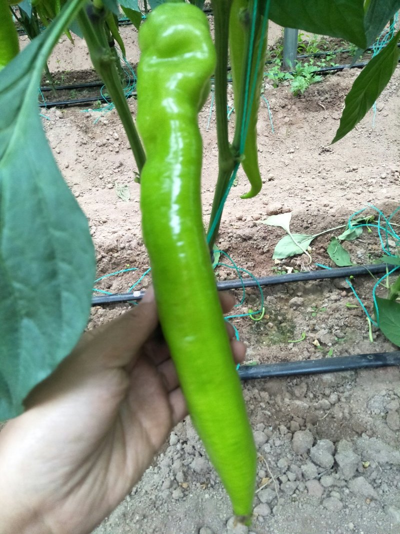 树椒