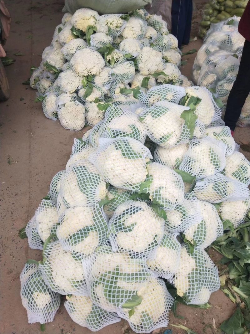 白面青梗松花菜散花2~3斤乳白，质量不错