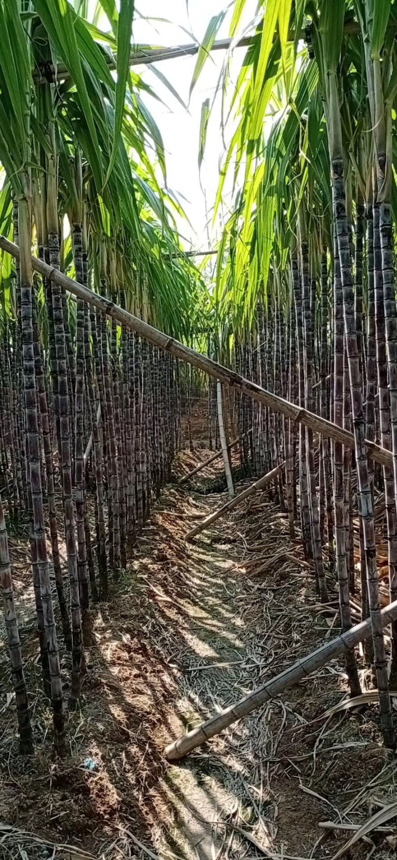 广西甘蔗，黑皮甘蔗，产地直发，供应全国各大批发市场
