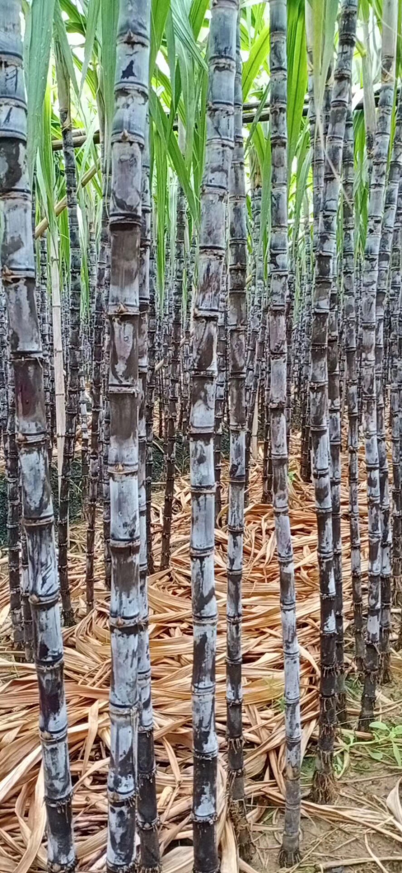 广西黑皮甘蔗，畅销全国各地，诚信经营