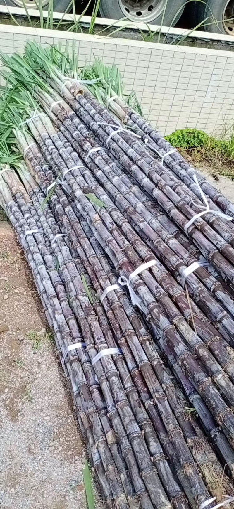 广西黑皮甘蔗，畅销全国各地，诚信经营