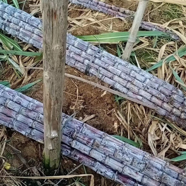 广西黑皮甘蔗，畅销全国各地，诚信经营