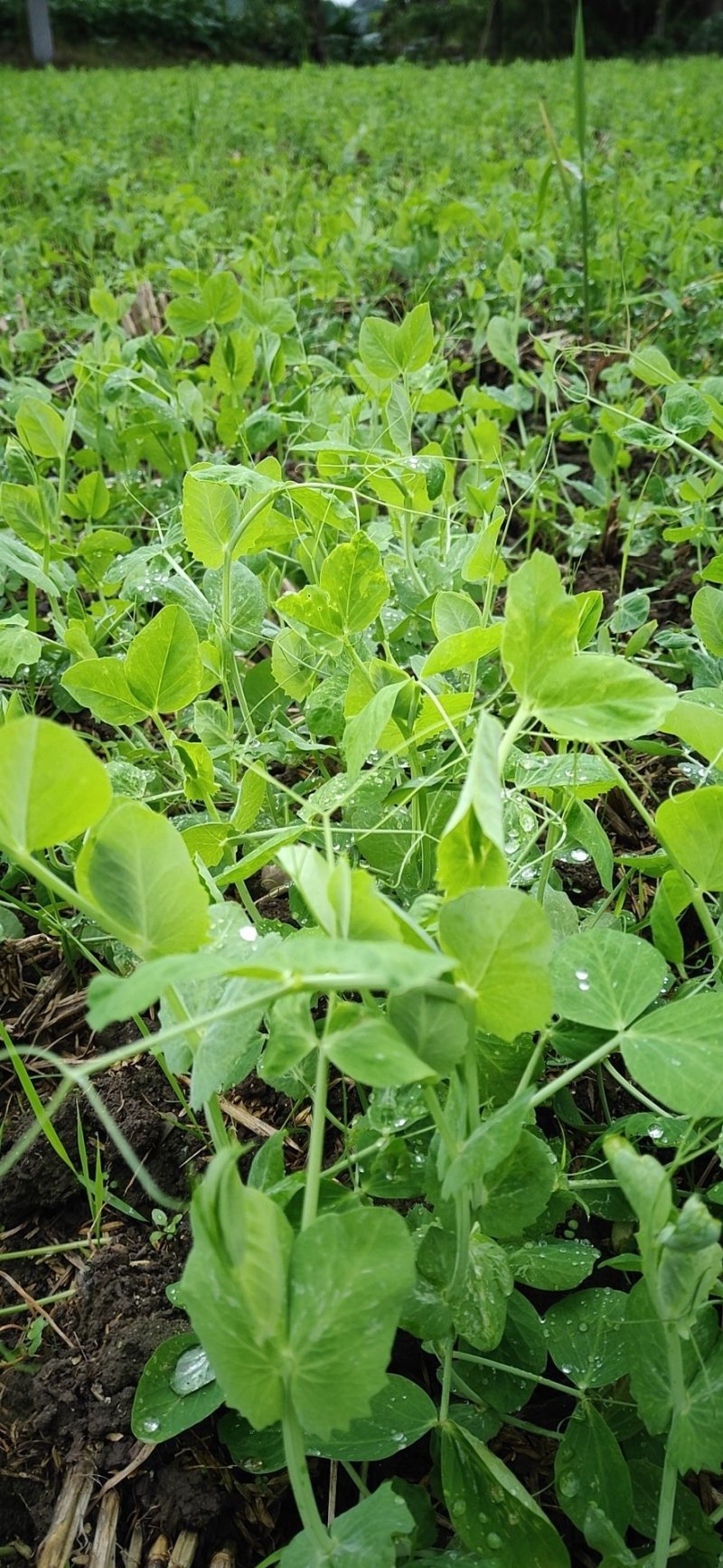 本地豆苗上市有需要的联系