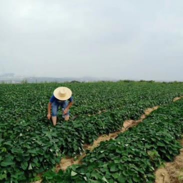 田集蜜烟薯25上市了👍欢迎采购！手快则有，手慢则无🍵