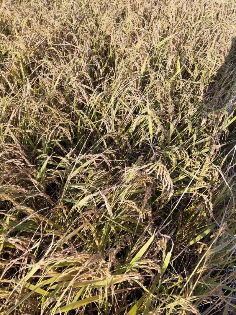 正宗东北大米五常稻花香农民自产，产地直发包邮