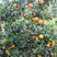 纽荷尔脐橙苗红肉脐橙优质嫁接苗包成活品种纯正