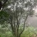 丛生香泡树，丛生柚子树（真实需求联系询价勿扰）