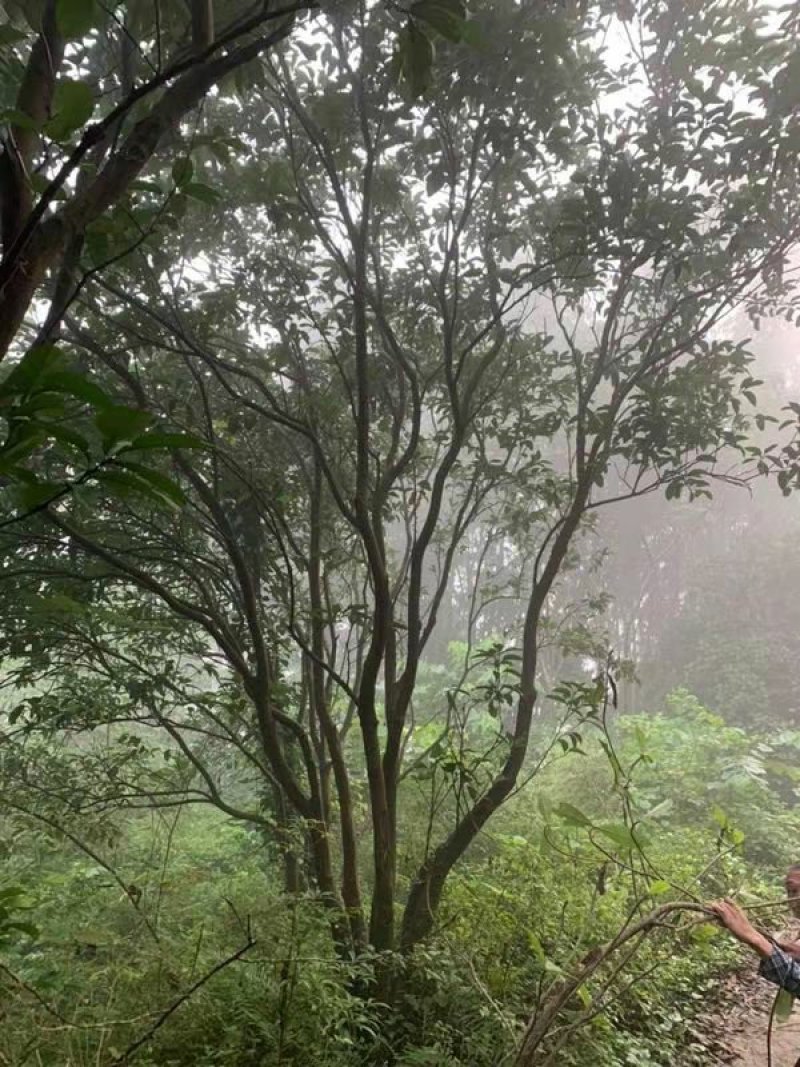 丛生香泡树，丛生柚子树（真实需求联系询价勿扰）