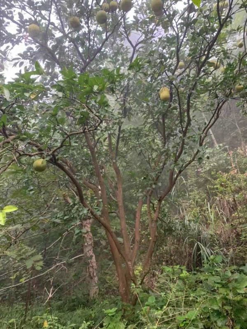 丛生香泡树，丛生柚子树（真实需求联系询价勿扰）