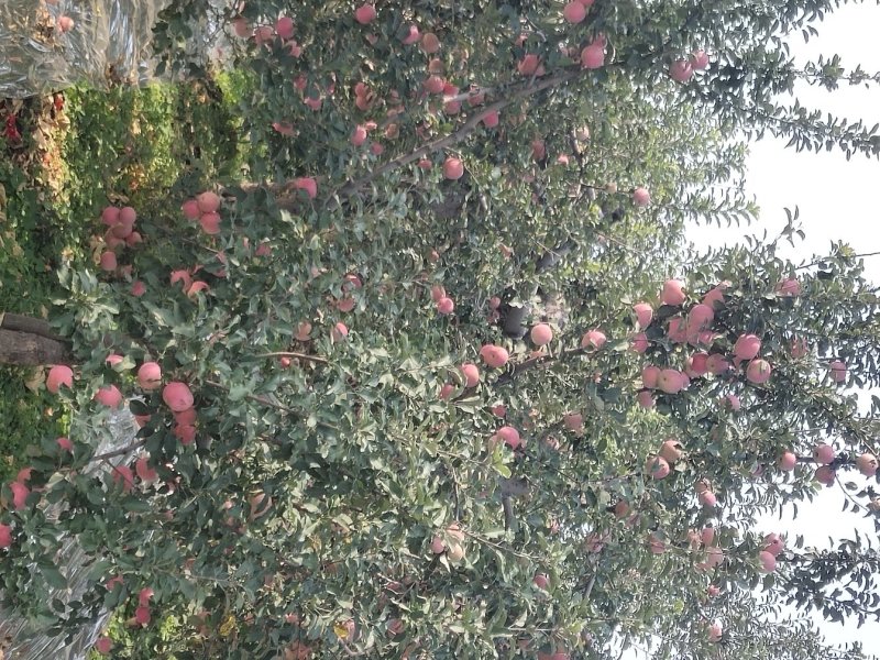 山西果苗优质苹果树苗苗结出的苹果个大脆甜