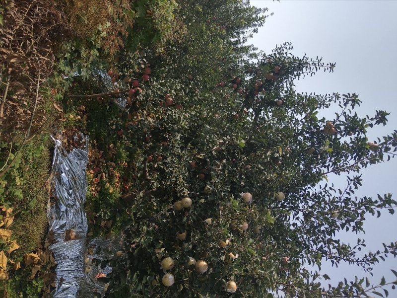 山西果苗优质苹果树苗苗结出的苹果个大脆甜