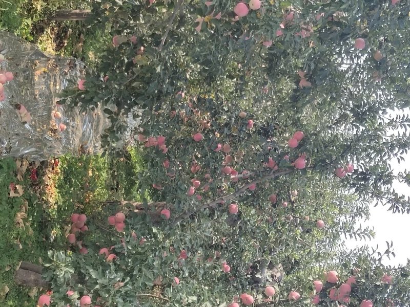 山西果苗优质苹果树苗苗结出的苹果个大脆甜