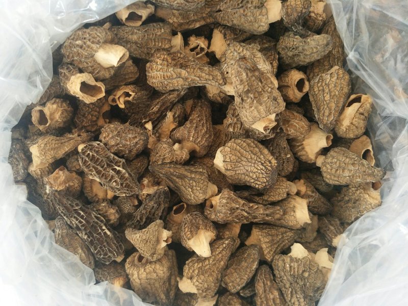羊肚菌