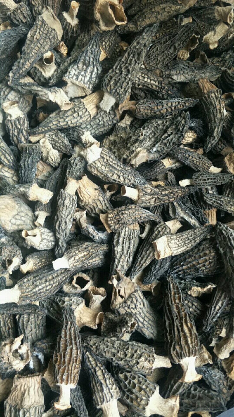 羊肚菌
