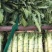 山东紫叶香莴苣产地直发1-1.5斤莴苣整车代发全国