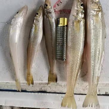 博贺港当天捕捞新鲜沙丁鱼、沙尖鱼、规格齐全欢迎订购。