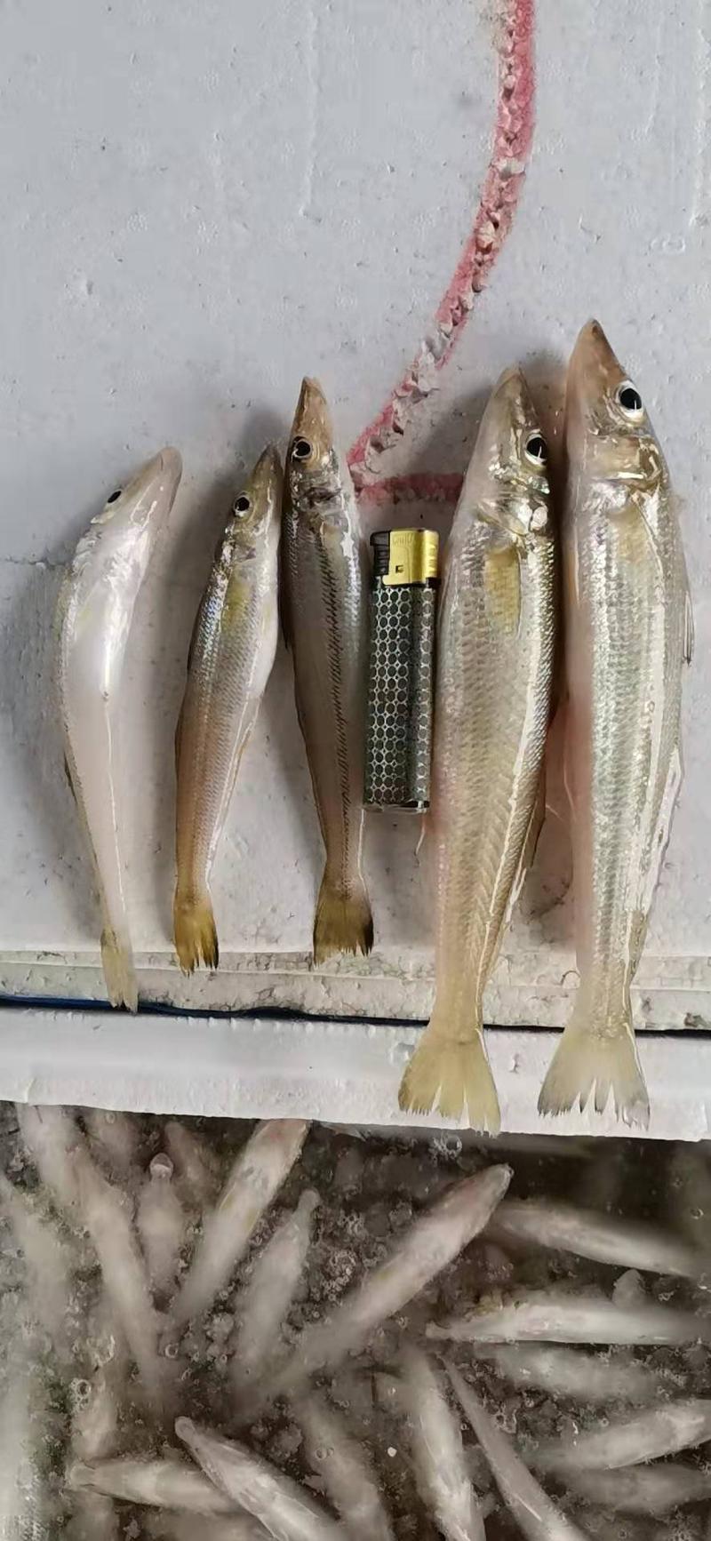博贺港当天捕捞新鲜沙丁鱼、沙尖鱼、规格齐全欢迎订购。