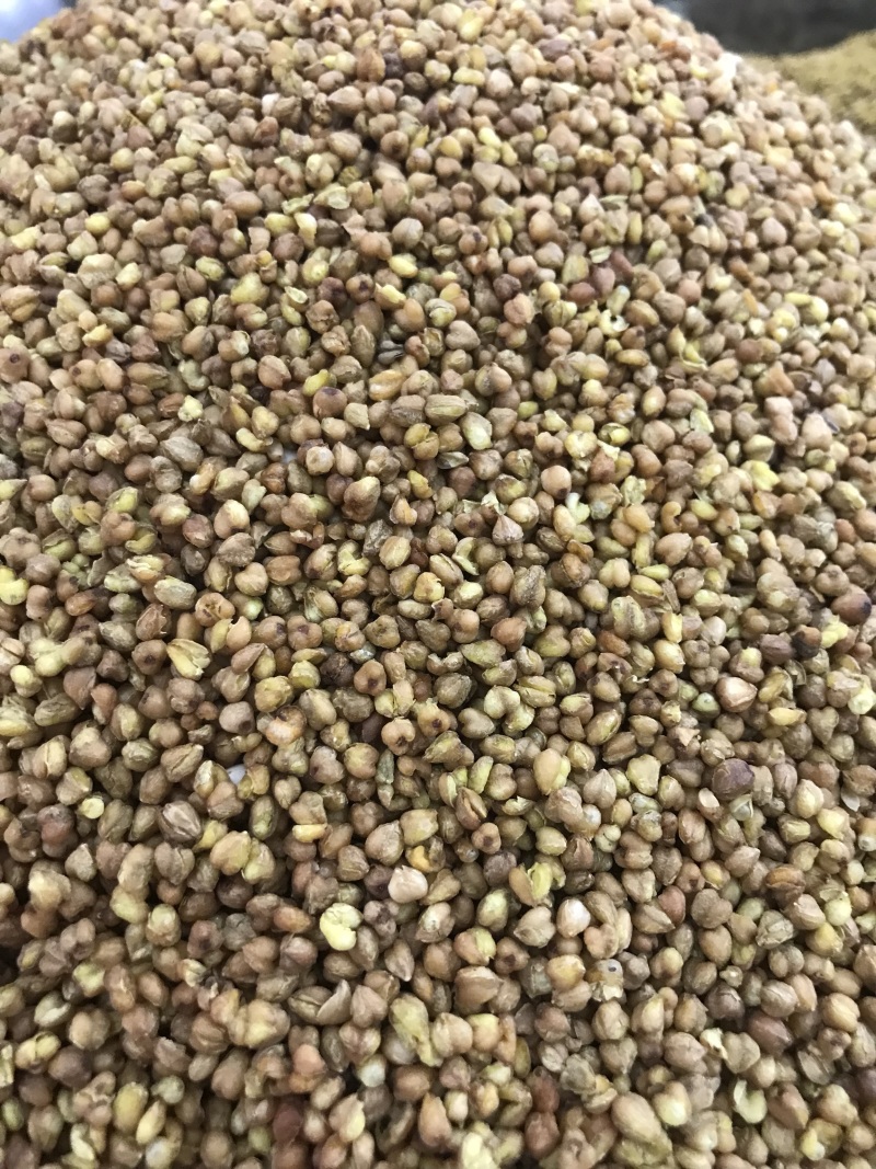 苦乔茶大量现货批发常年有货