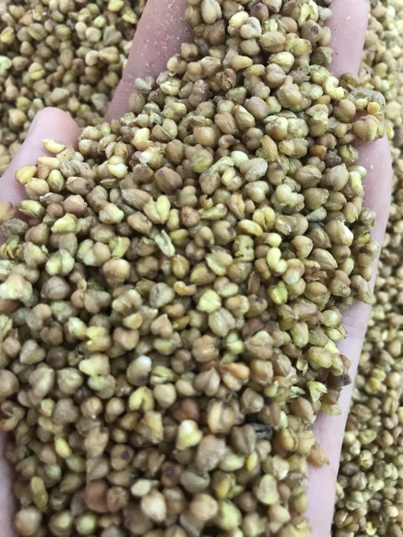 苦乔茶大量现货批发常年有货