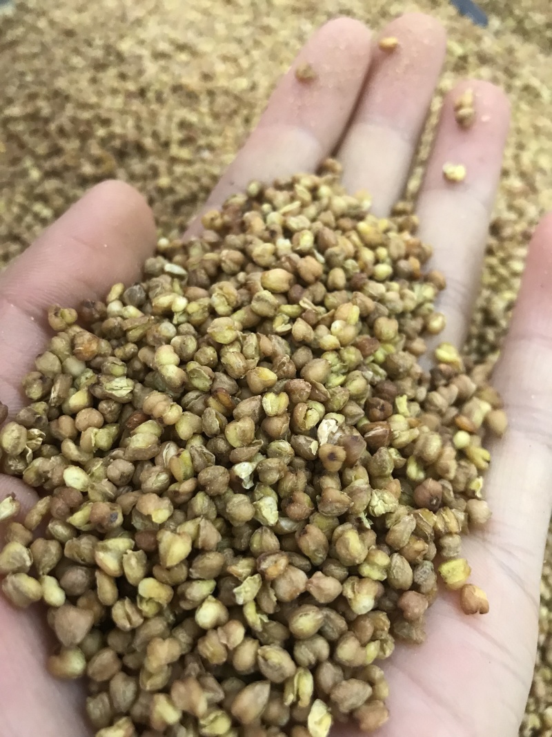 苦乔茶大量现货批发常年有货