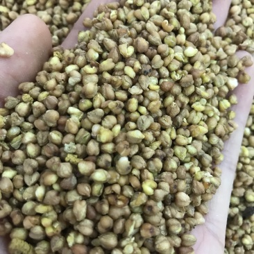 苦乔茶大量现货批发常年有货